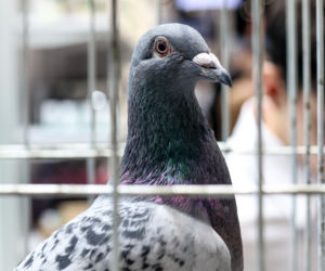 Katowice stolicą gołębiarstwa. Za nami 17. edycja EXPOGołębie. To największa tego typu impreza w Europie