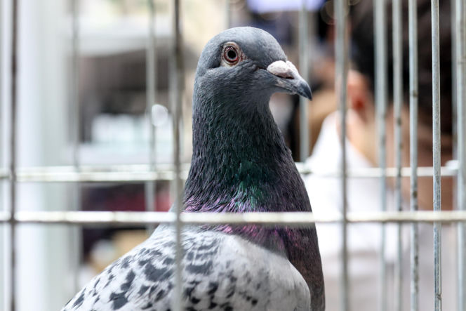 Katowice stolicą gołębiarstwa. Za nami 17. edycja EXPOGołębie. To największa tego typu impreza w Europie