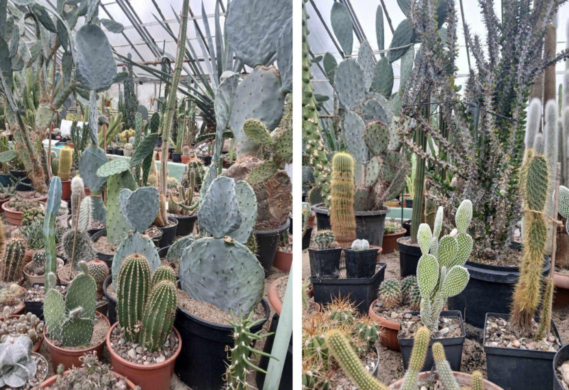 Spacer po ogrodzie botanicznym odbywa się w dniach 18 i 19 stycznia