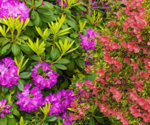 Różanecznik i azalia