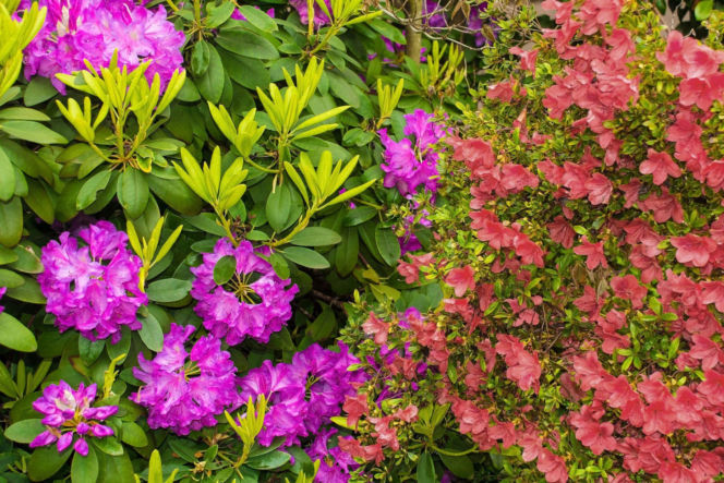 Różanecznik i azalia