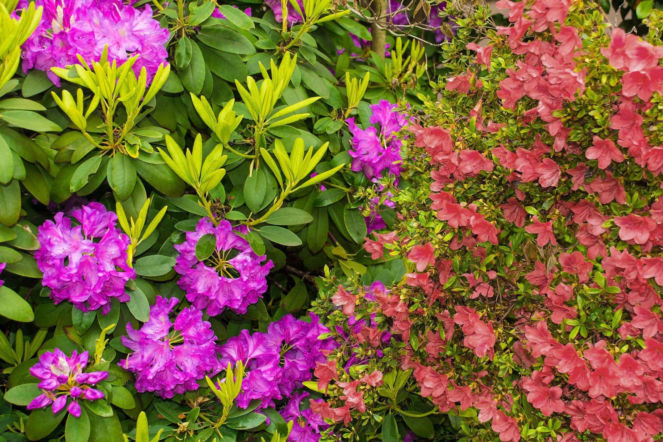 Różanecznik i azalia