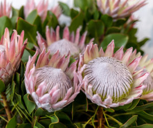 Protea królewska