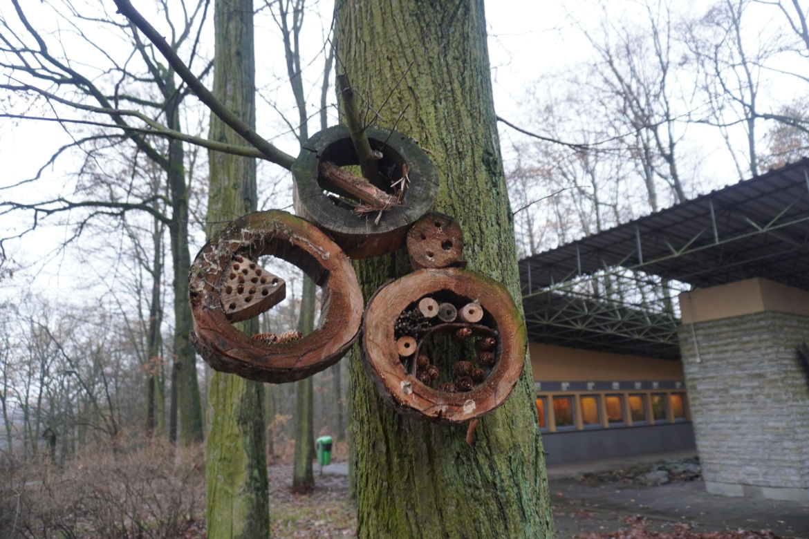 Zoo w Poznaniu zimą