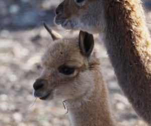 Młodziutki samczyk wikuni