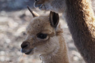 Młodziutki samczyk wikuni