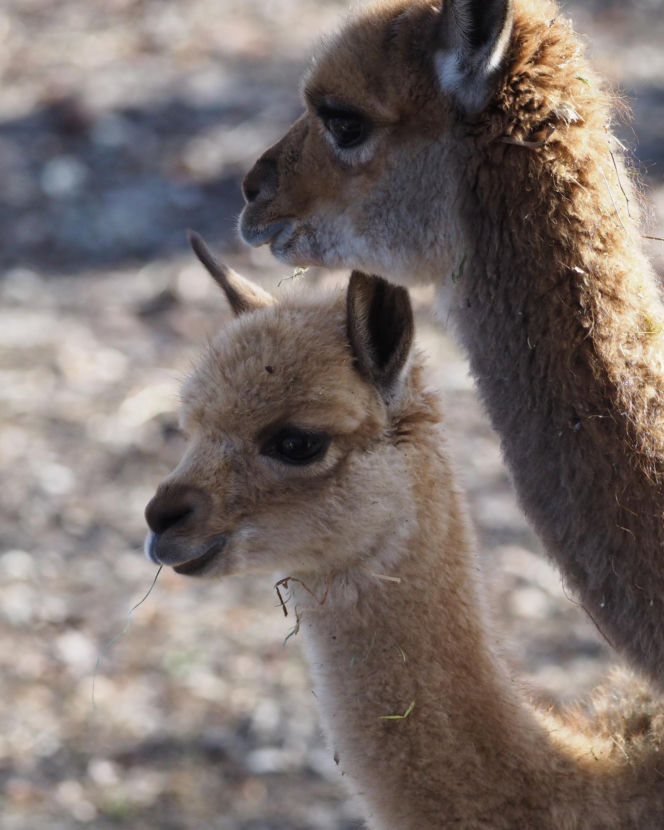 Młodziutki samczyk wikuni
