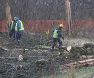 Wycinka drzew wzdłuż Wybrzeża Helskiego
