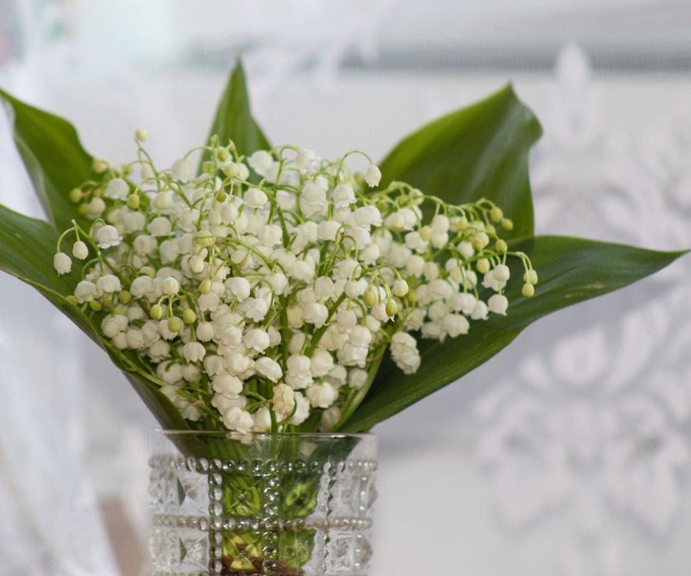 Konwalie - zdjęcie poglądowe