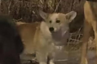 Siedem psów uciekło z ubojni w Chinach! Ta historia wyciska łzy z oczu