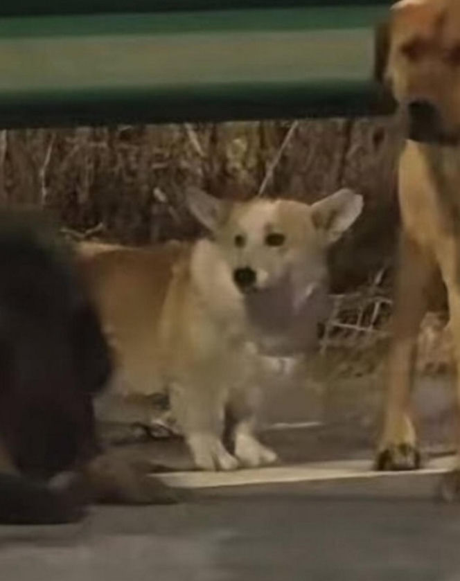 Siedem psów uciekło z ubojni w Chinach! Ta historia wyciska łzy z oczu