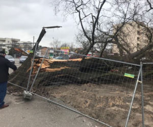Wiąz z ulicy Wiązowej przeszedł do historii