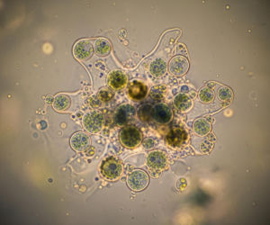 Noc Biologów w Zielonej Górze. Co naprawdę kryje się w świecie natury?