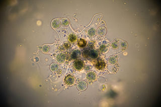 Noc Biologów w Zielonej Górze. Co naprawdę kryje się w świecie natury?