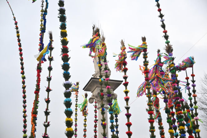 35 metrów i 80 centymetrów liczy palma, która zwyciężyła tegoroczny konkurs palm w Lipnicy Murowanej