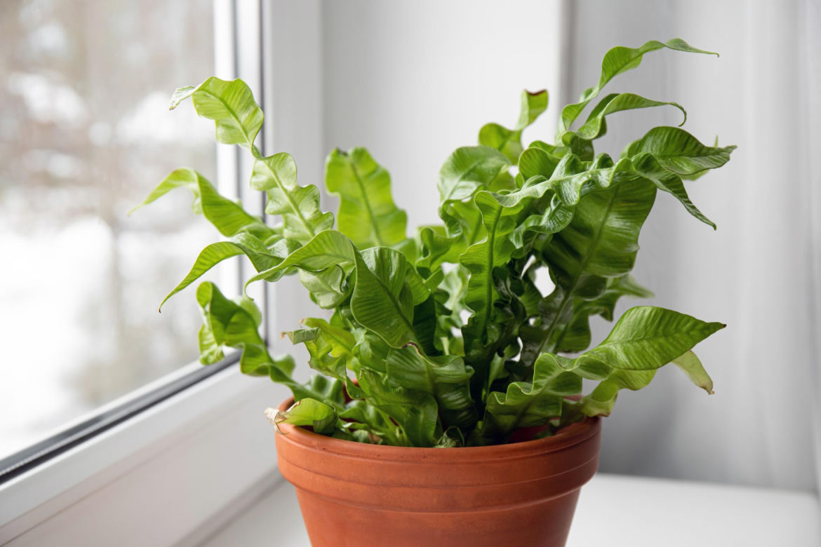 1. Zanokcica gniazdowa (Asplenium nidus)