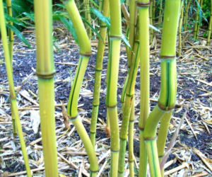 Fylostachys złotobruzdowy ‘Spectabilis’