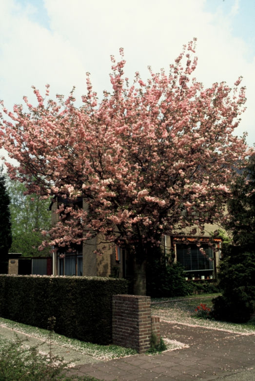 Wiśnia piłkowana 'Kanzan'