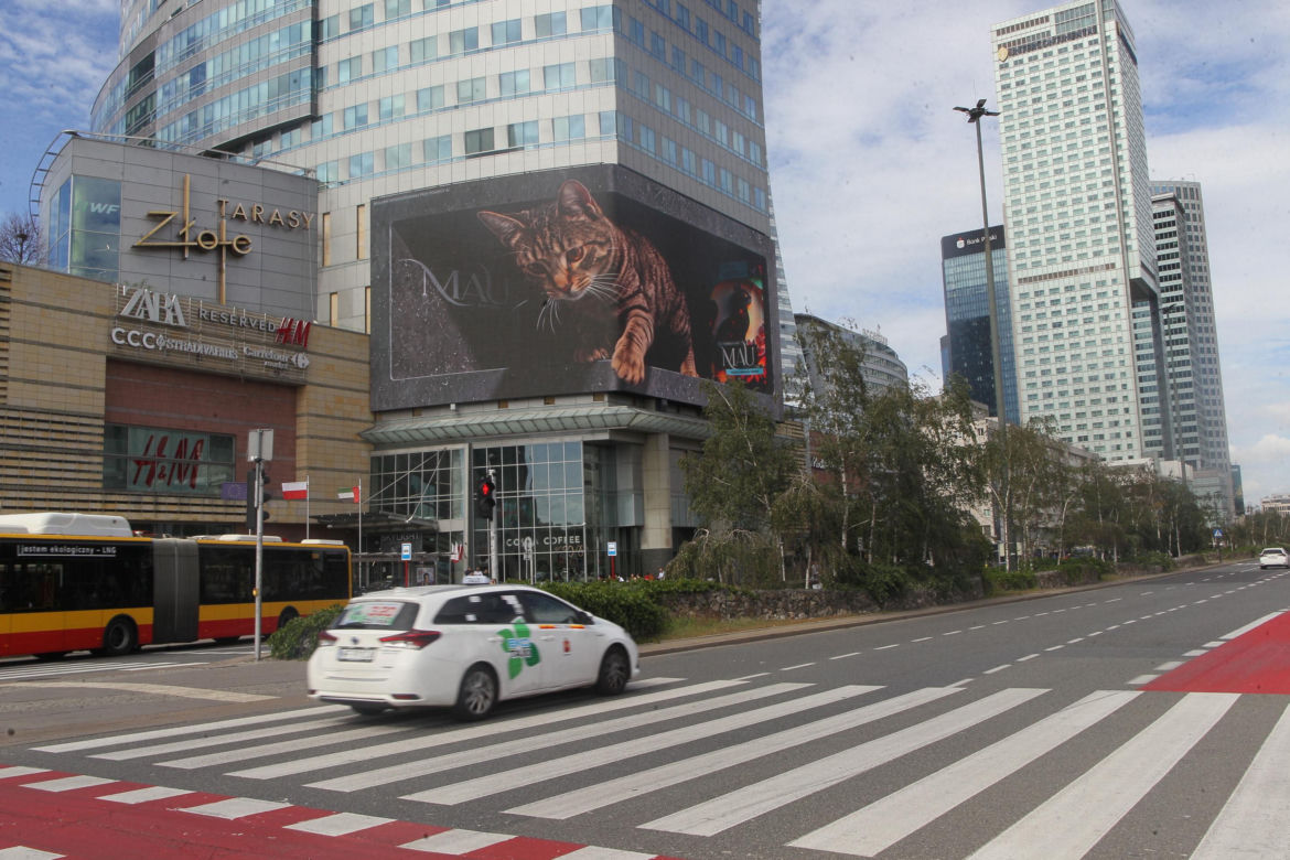 Kot na ekranie reklamowym LED Warsaw STAGE na wieżowcu Skylight