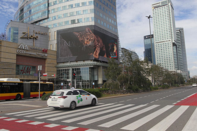 Kot na ekranie reklamowym LED Warsaw STAGE na wieżowcu Skylight