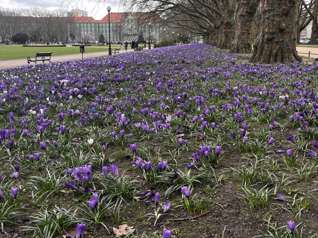 Krokusy w Szczecinie 