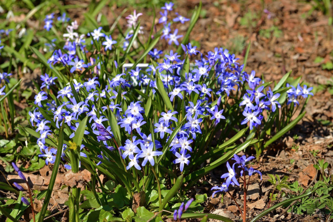 Śnieżnik Forbesa (Chionodoxa forbesi)