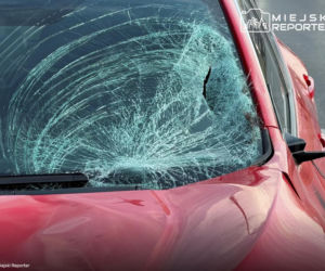 Zderzenie z łosiem w Wilanowie