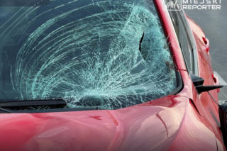 Zderzenie z łosiem w Wilanowie