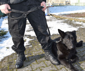 Po latach służby Brutus przeszedł na zasłużoną emeryturę
