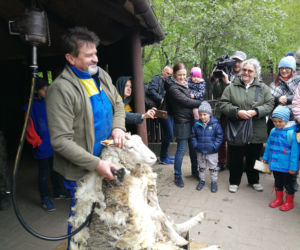 Owce z myślęcińskiego zoo pozbyły się nadmiaru wełny. Zobaczcie, jak wyglądało ich strzyżenie! [ZDJĘCIA]