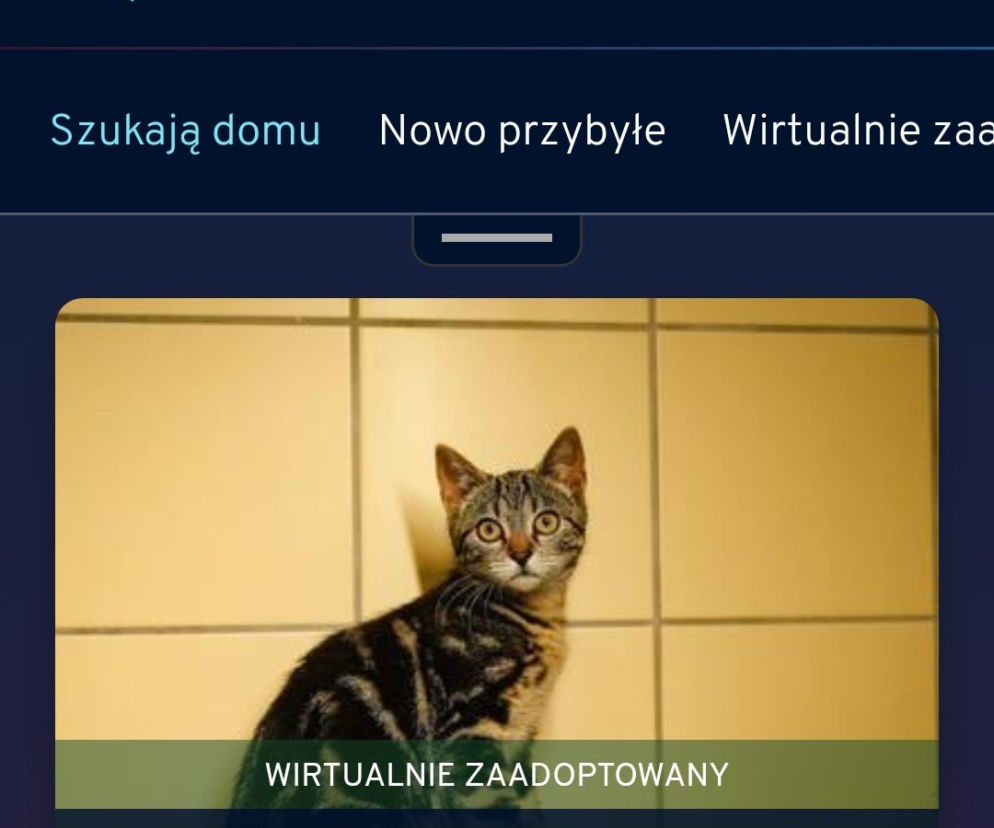 Adoptuj pupila z pomocą gdyńskiej aplikacji