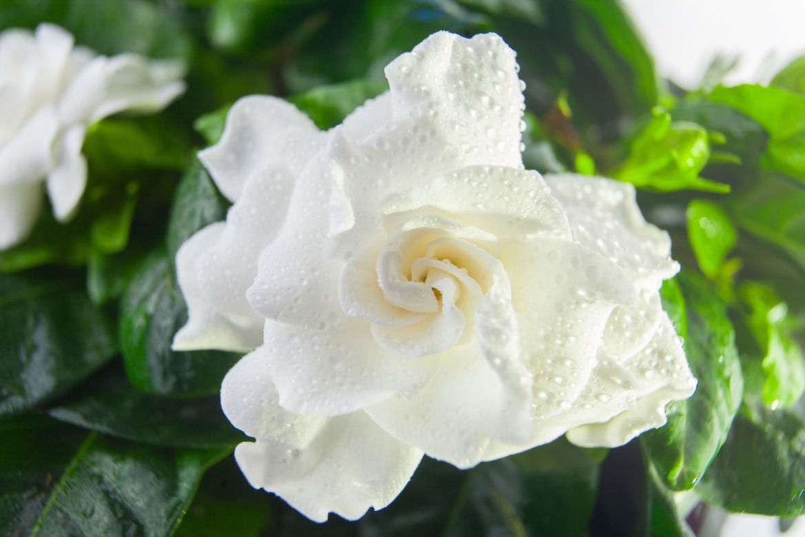 Gardenia jaśminowata