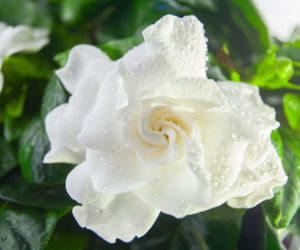 Gardenia jaśminowata