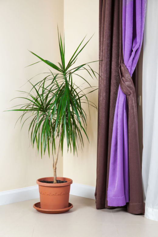 Dracena obrzeżona