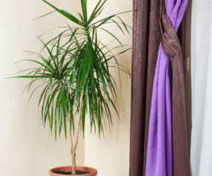 Dracena obrzeżona