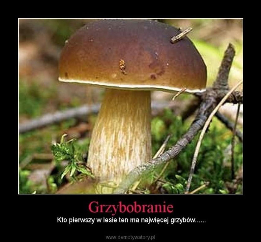 Grzybobranie 2023. Zobaczcie najlepsze memy o grzybiarzach! 