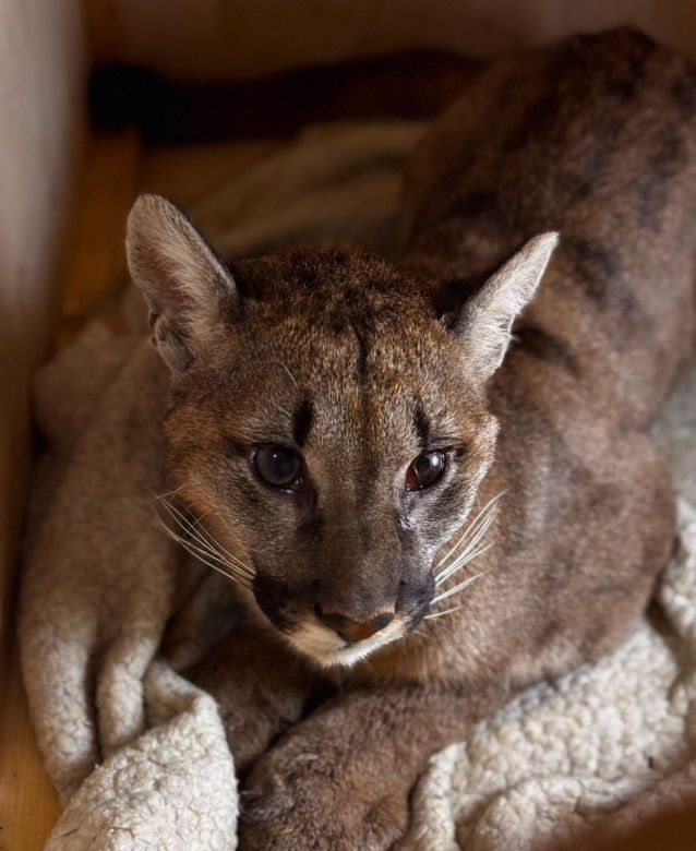 Złapali tajemniczą pumę z polskiego lasu. W poznańskim zoo odkryli zaskakującą rzecz