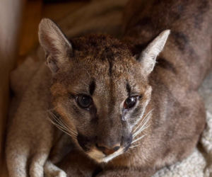 Złapali tajemniczą pumę z polskiego lasu. W poznańskim zoo odkryli zaskakującą rzecz