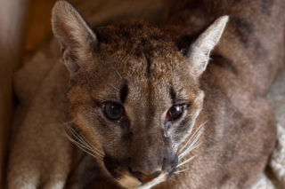 Złapali tajemniczą pumę z polskiego lasu. W poznańskim zoo odkryli zaskakującą rzecz
