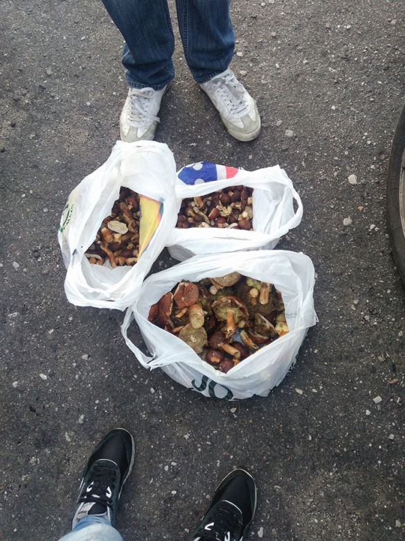 Grzybobranie 2017 w Bydgoszczy i okolicach [ZDJĘCIA CZYTELNIKÓW]