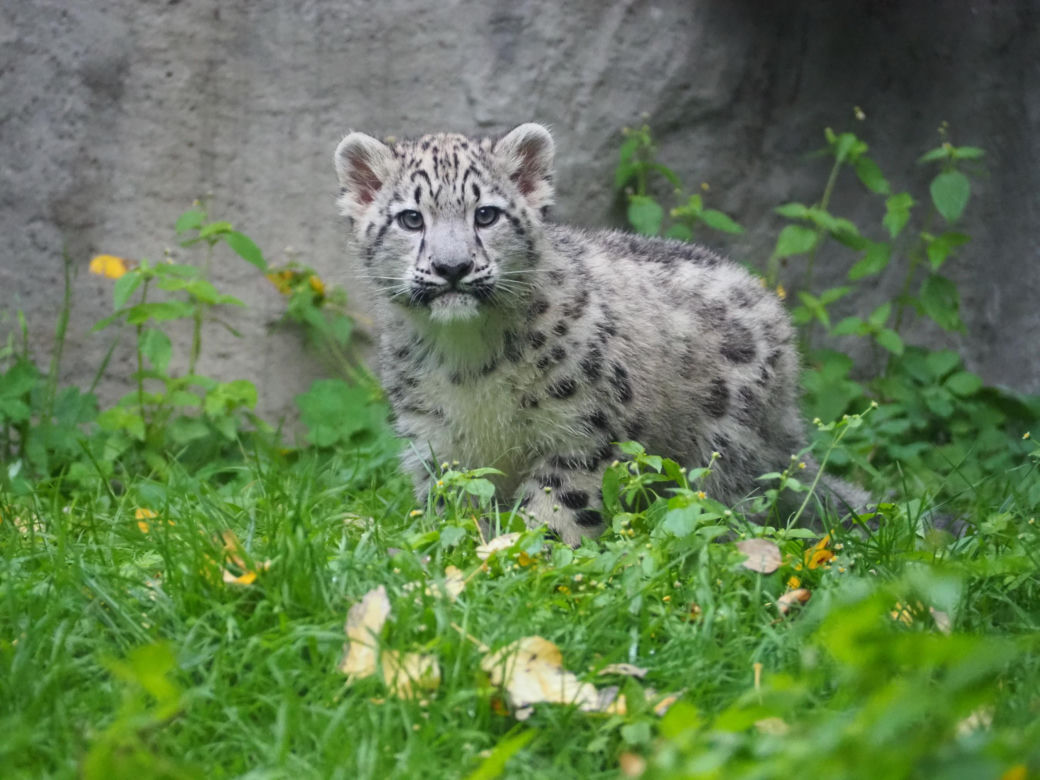 Irbisy z warszawskiego zoo. Harce młodych kotów
