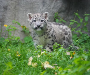 Irbisy z warszawskiego zoo. Harce młodych kotów