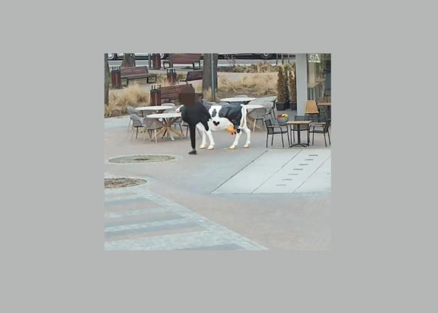 Pijany wandal w Garwolinie zaatakował... figurę krowy i policyjny patrol. Grozi mu do 5 lat odsiadki