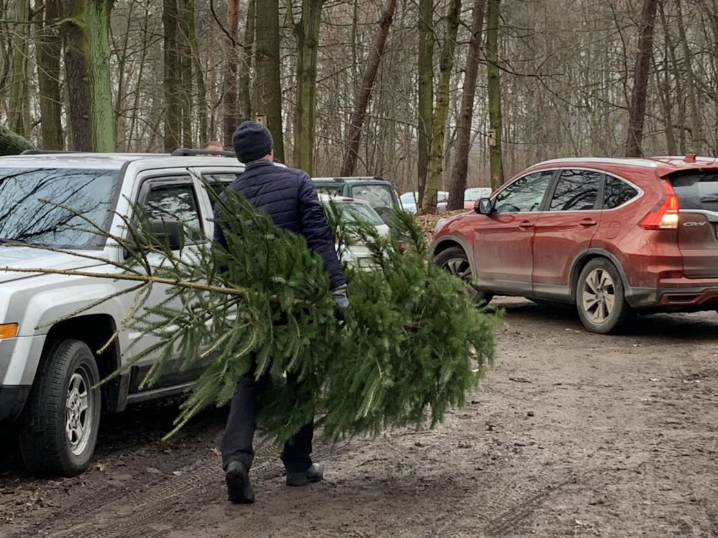 Choinki prosto z lasu w Będzinie Grodźcu