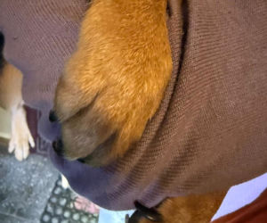 Psy żyły w koszmarnych warunkach