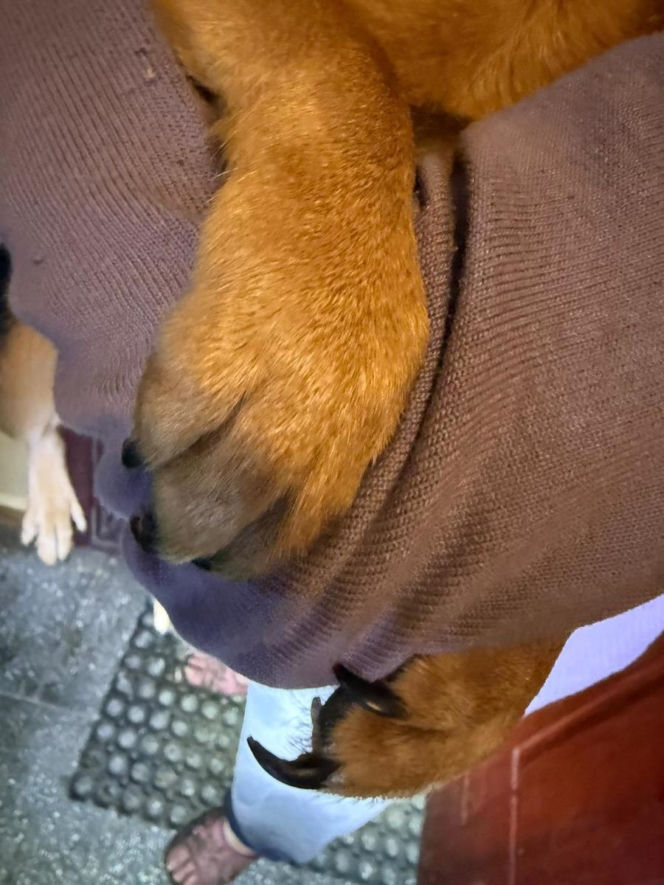 Psy żyły w koszmarnych warunkach