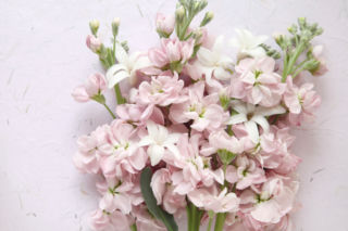 Lewkonia letnia - Matthiola incana