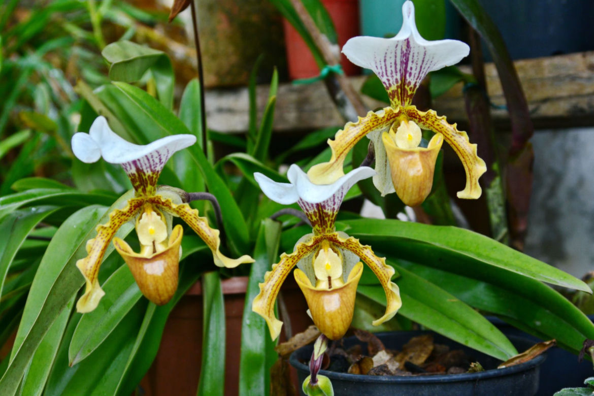 Paphiopedilum 