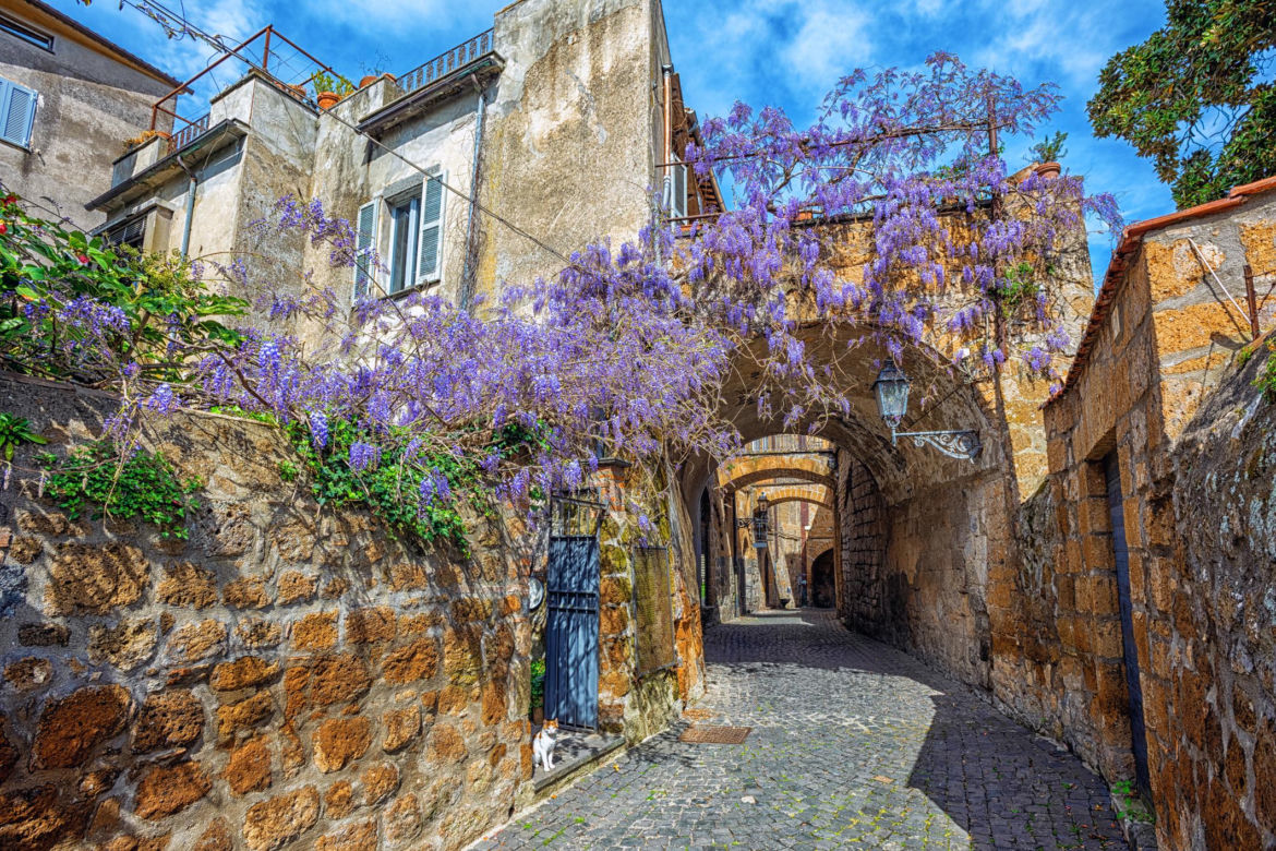 Wisteria