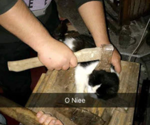 Idioci znęcali się nad kotem